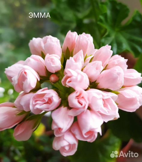 Тюльпановидные пеларгонии