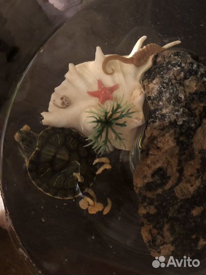 Красноухая черепашка 5 см