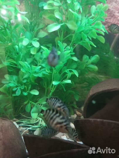 Аквариумные рыбки отдам бесплатно