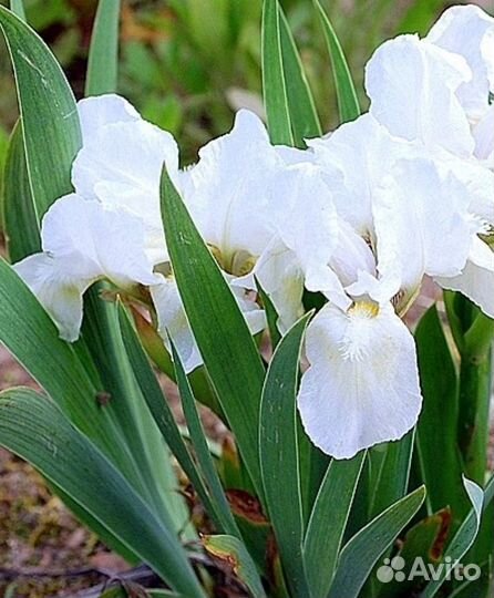 Продам ирисы сибирские, карликовые, лилейники