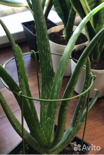 Алоэ и каланхоэ