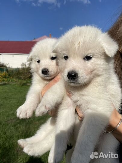Щенки самоеда