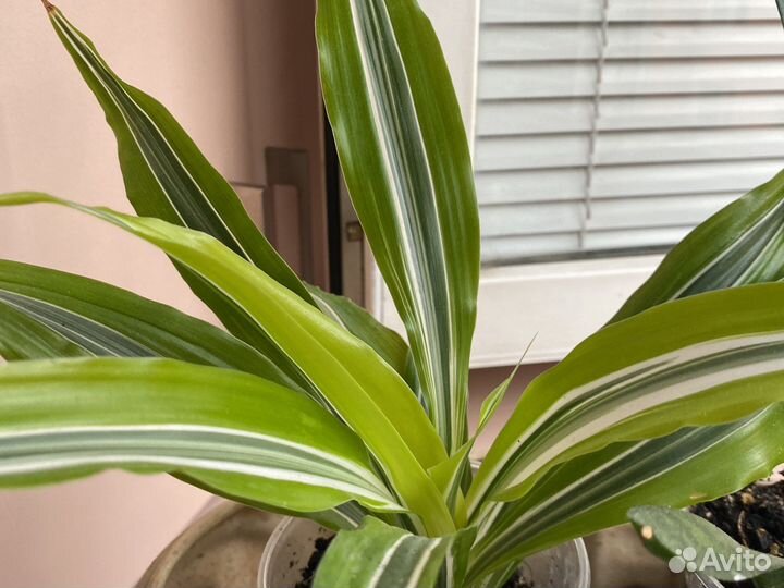 Комнатные цветы