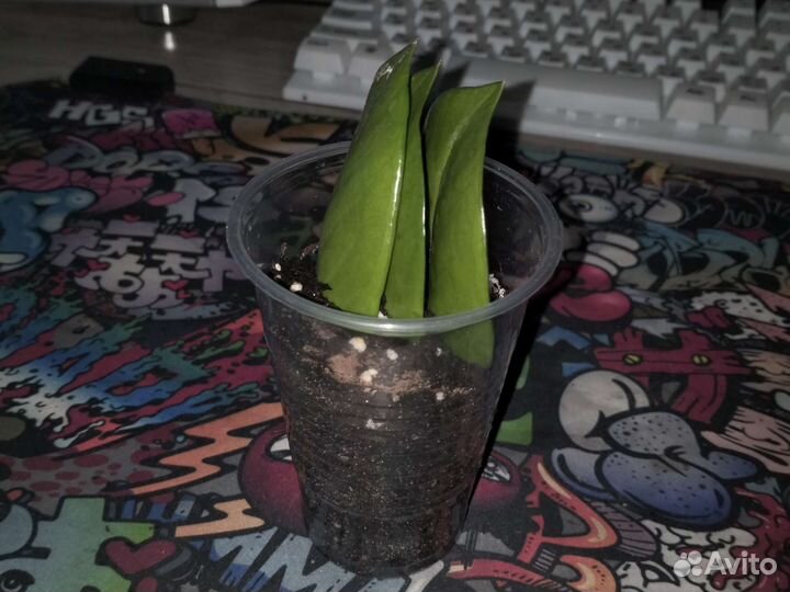 Замиокулькас