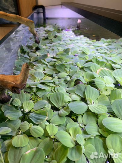 Пистия. Растения для аквариума и террариума