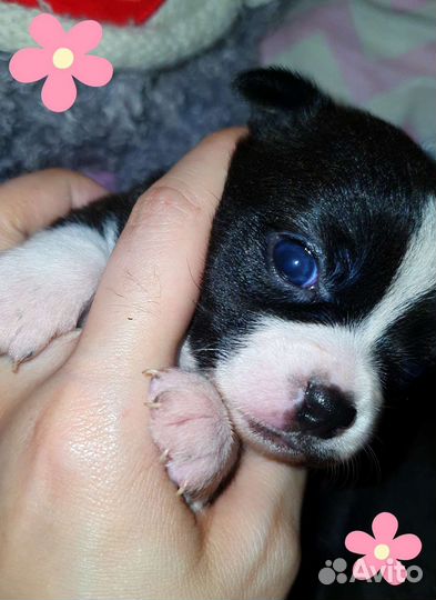 Минюшечки в кармашек,кукольные девочки, доставка