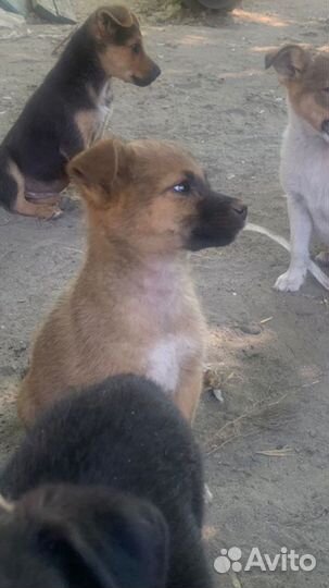 Отдам щенка в хорошие руки