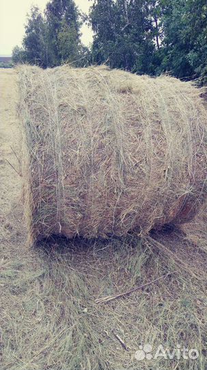 Продам сено в рулонах