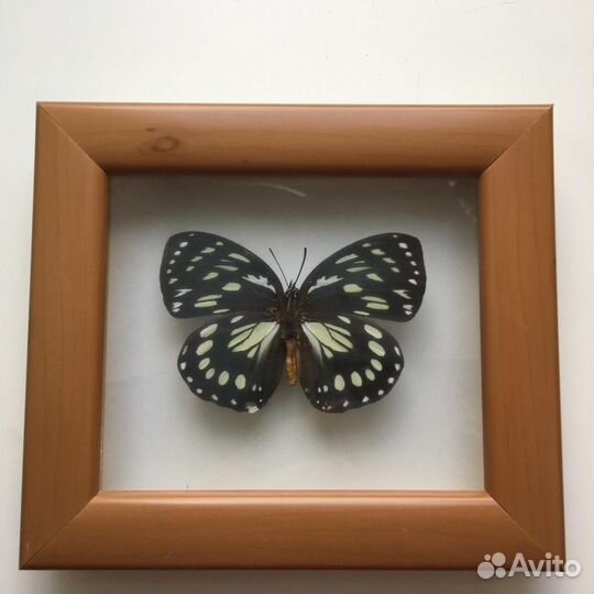 Бабочка Евксантский еврином в рамке