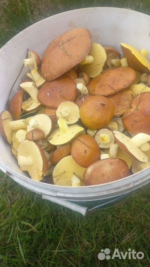 Грибы маслята маринованные