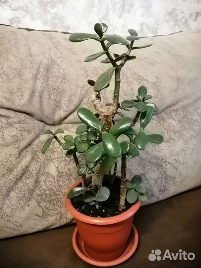 Денежное дерево, толстянка, крассула