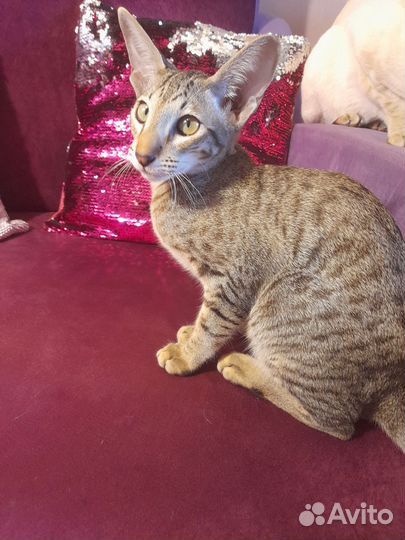 Продажа ориентальных котят С документами