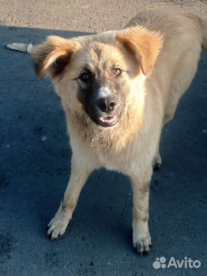 Фокс Малдер-истина где-то рядом