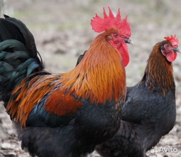 Яйцо инкубационное породных кур, помесь и цыплята