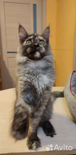 Котята мейн-кун девочки