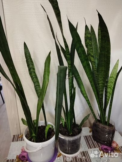 Комнатные растения