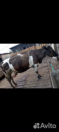 Корова на мясо или на молоко