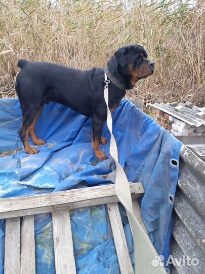 Вязка ротвейлера