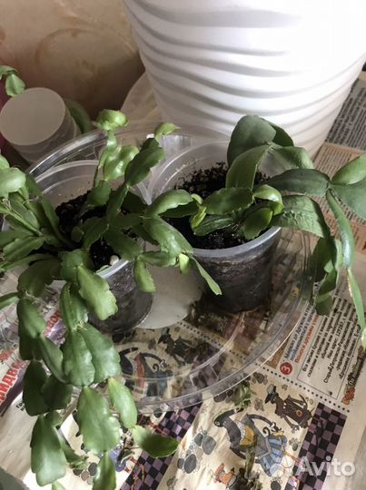 Цветок декабрист