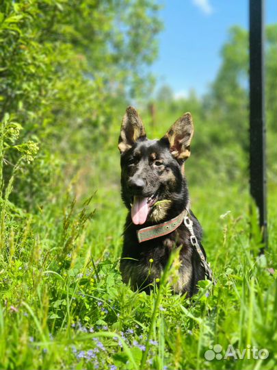 Подрощенные девочки немецкой овчарки