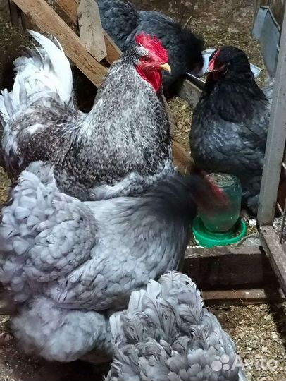 Инкубационное яйцо кохинхинов