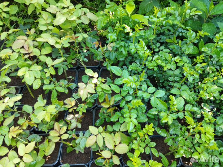 Розы плетистые