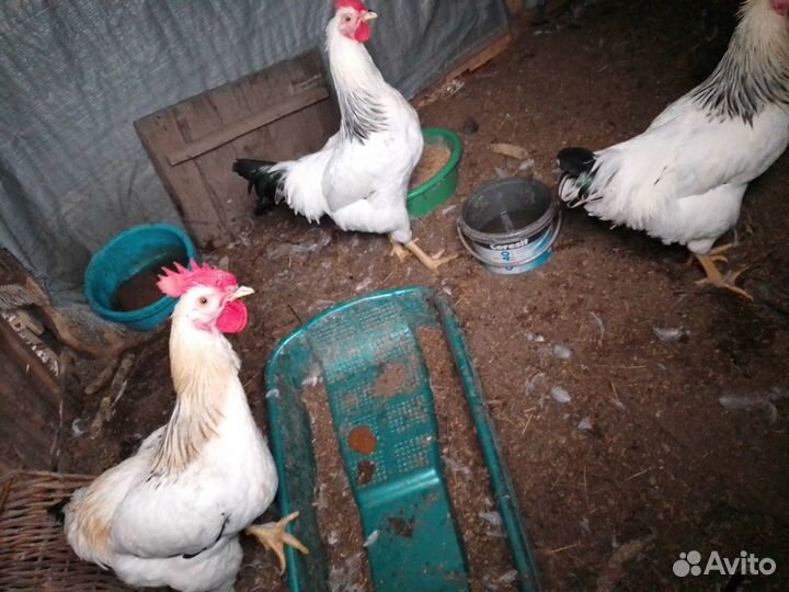 Петухи доминанты