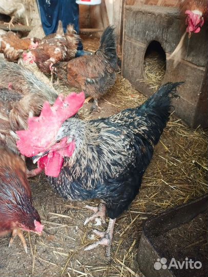 Молодые петухи