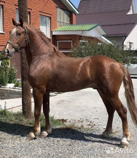 Продается крупный жеребец