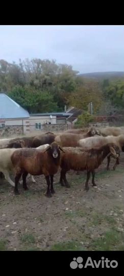 Овцы бараны