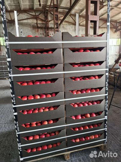 Яблоки оптом