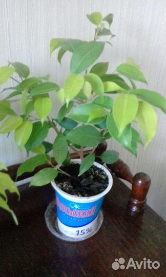 Фикус бенджамина