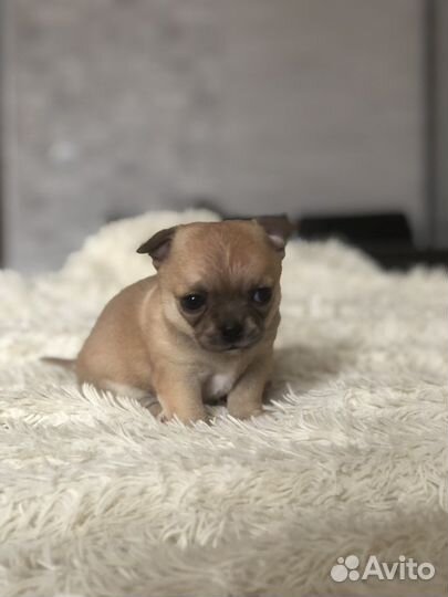 Щенки чихуахуа девочка