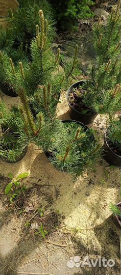 Сосна горная пумилио