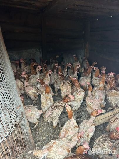 Куры несушки