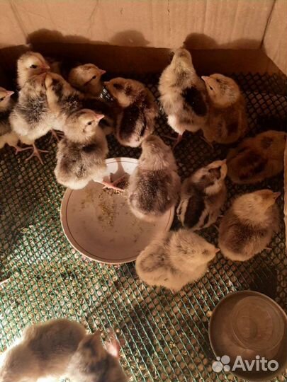 Цыплята, утята