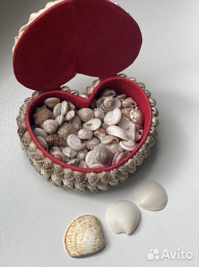 Морские ракушки мелкие