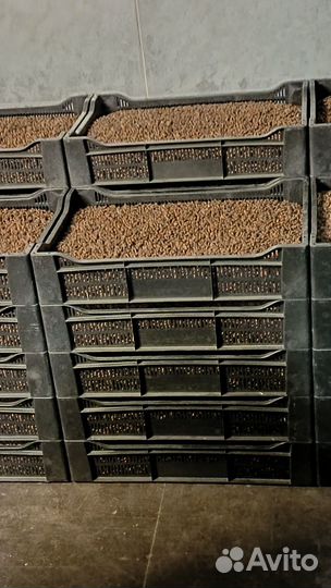 Орех кедровый