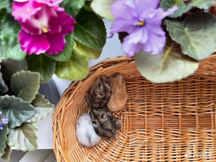 Джунгарские хомячки разных окрасов