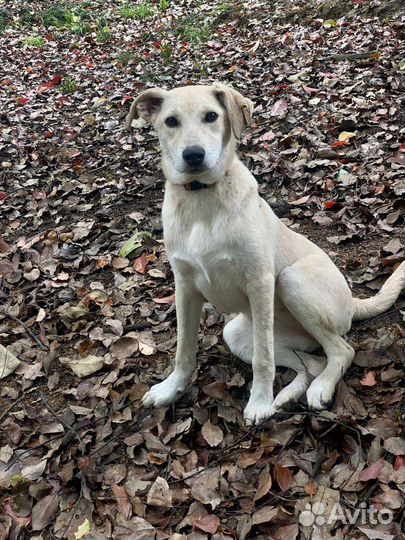 Собака в добрые руки