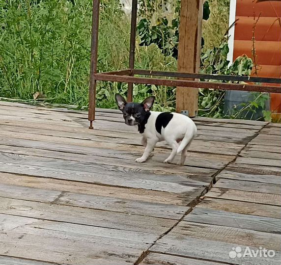 Чихуахуа мини (мальчишки)