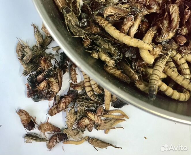 Микс насекомых замороженных