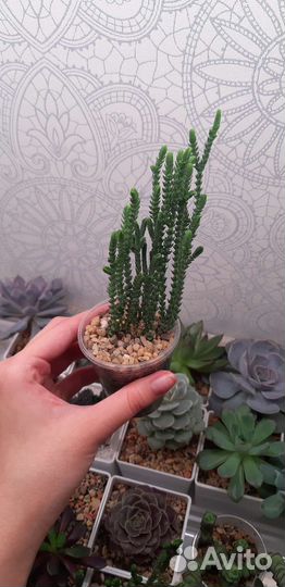 Суккуленты (Часть 1)