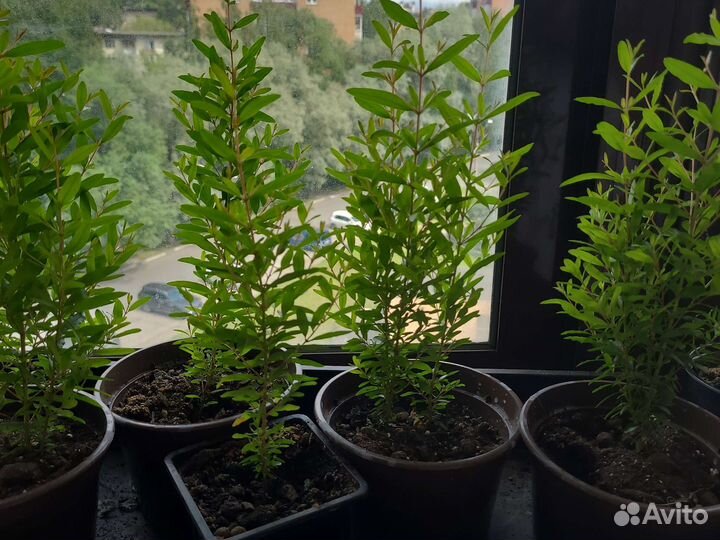 Саженцы комнатного граната