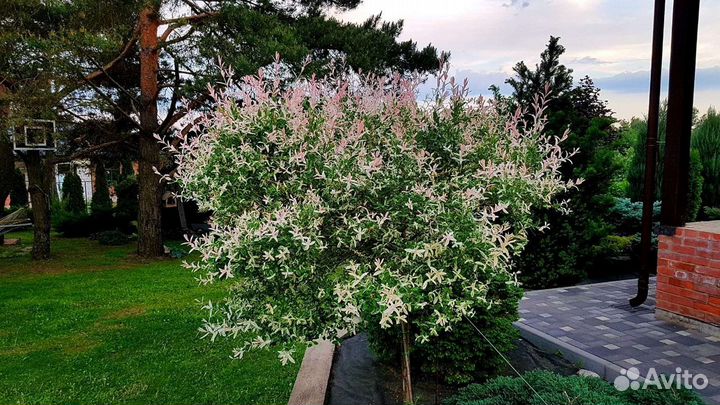 Ива розовая хакуро нишики