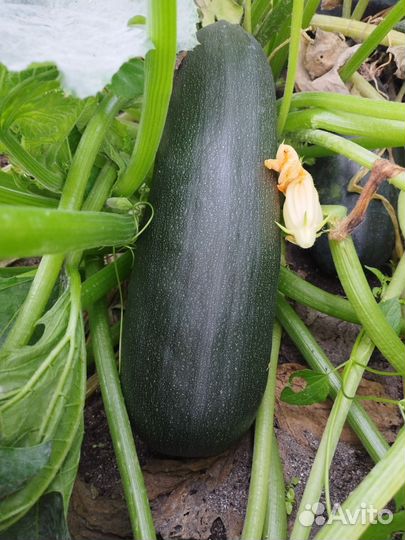 Кабачки домашние