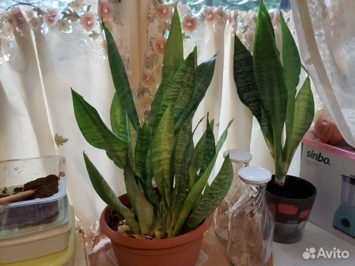 Цветы. Сансевиерия