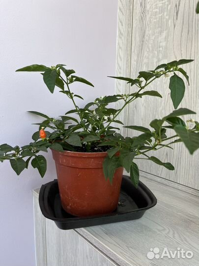 Острый перец в горшке