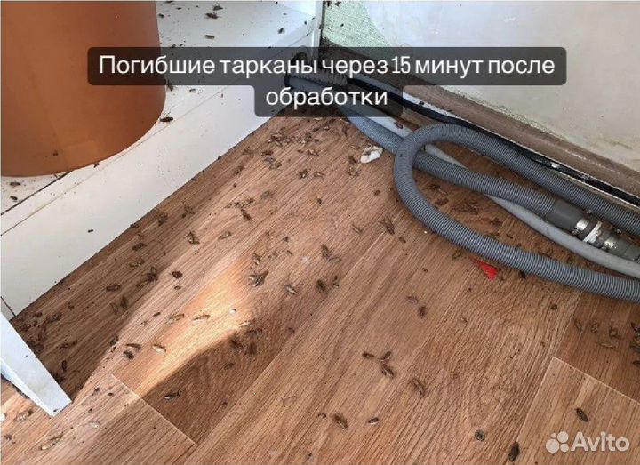 Уничтожение Тараканов Клопов Дезинфекция Муравьев