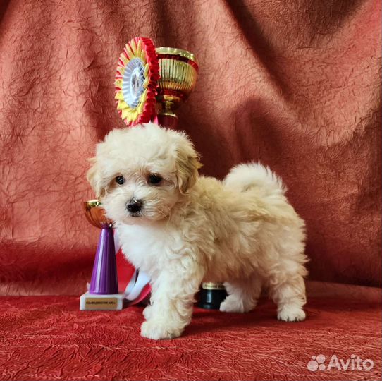 Мальтипу ф1 mini девочки и мальчики